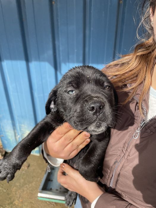 Cane Corso + Cane Corso/ Pastor Alemão
