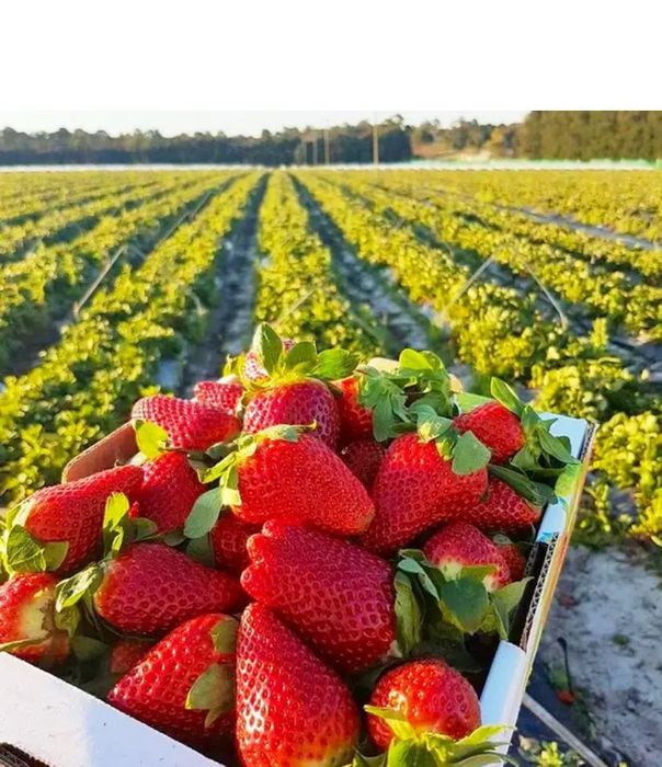 Продам саджанці полуниці: Азія,Джолі,Брілла
