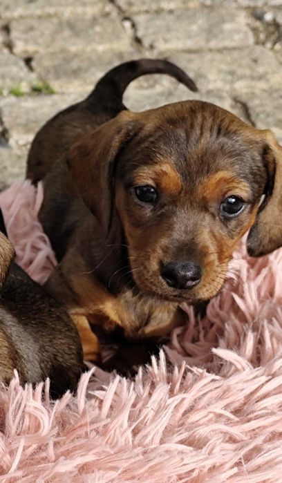 Teckel miniatura fêmea