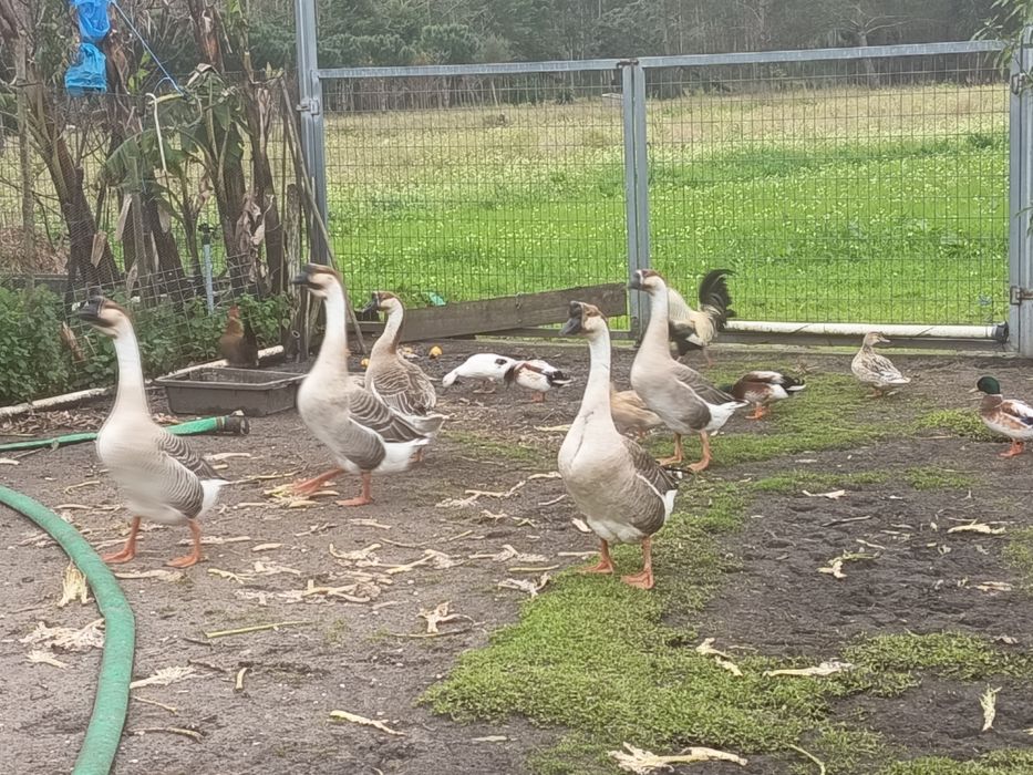 Gansos sinaleiros, Gansos da Guiné ou gansos Africanos.