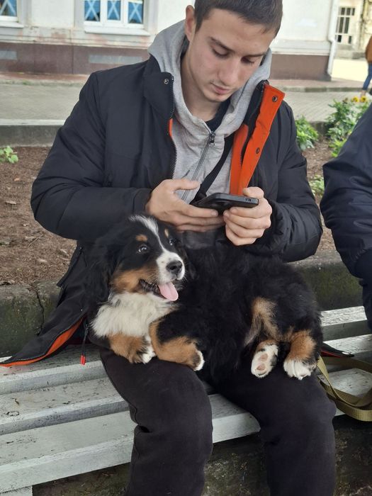 Бернські Зенненхунди(Швейцарська пастушья вівчарка)