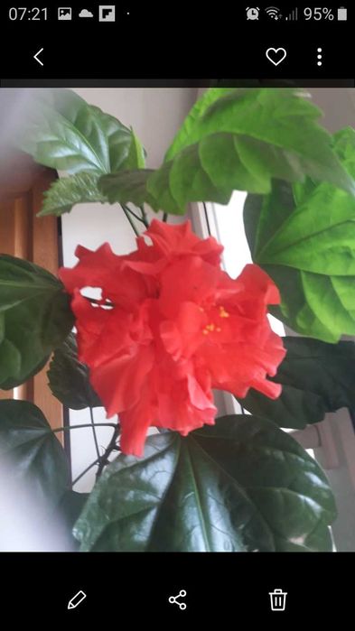 Китайська роза розпродаж