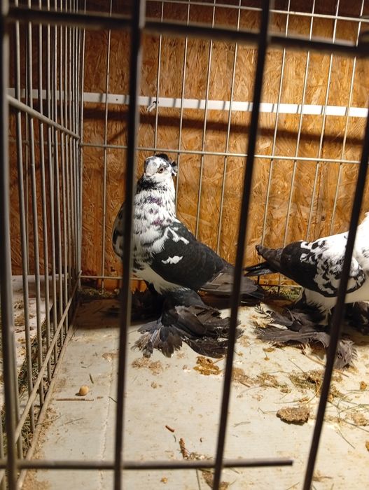 Gołębie Widyny Koroniate