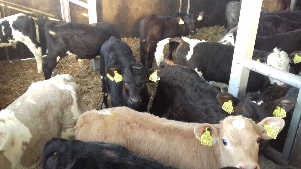 Cielaki Byczki, Jałówki Mięsne, Cielęta dowóz