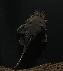 Zbrojnik glonojad L034 RARYTAS