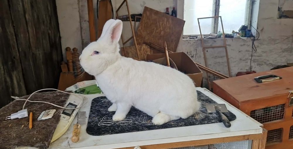 Samiec samce wb Wiedeński Biały