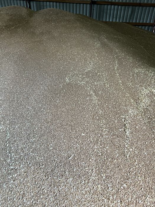 Пшеница з агнара урожай 2025 год