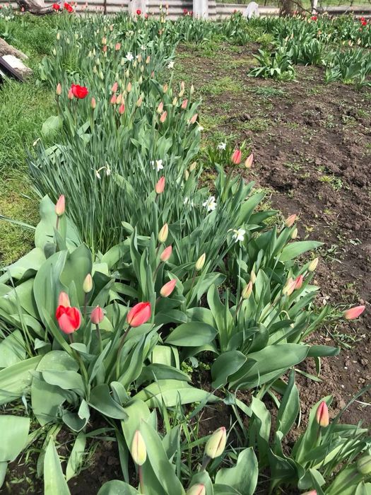 Продам тюльпаны и нарциссы