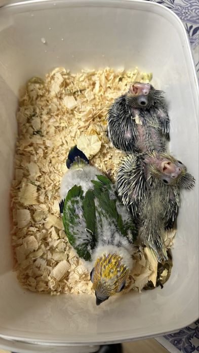 Aratinga Jandaya para terminar de criar a mao