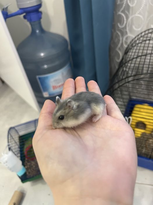 Хомячки джунгарики