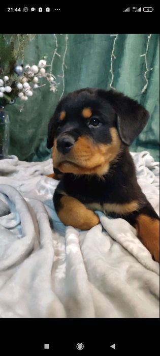 Віддам ротвейлера в добрі руки