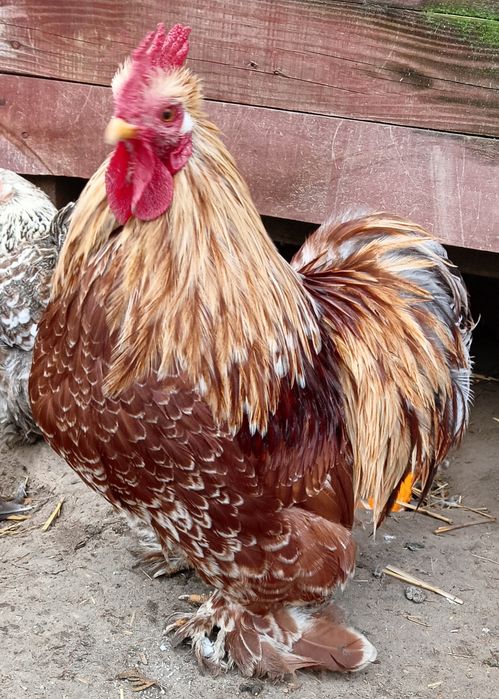 Kogut kochin karzełek