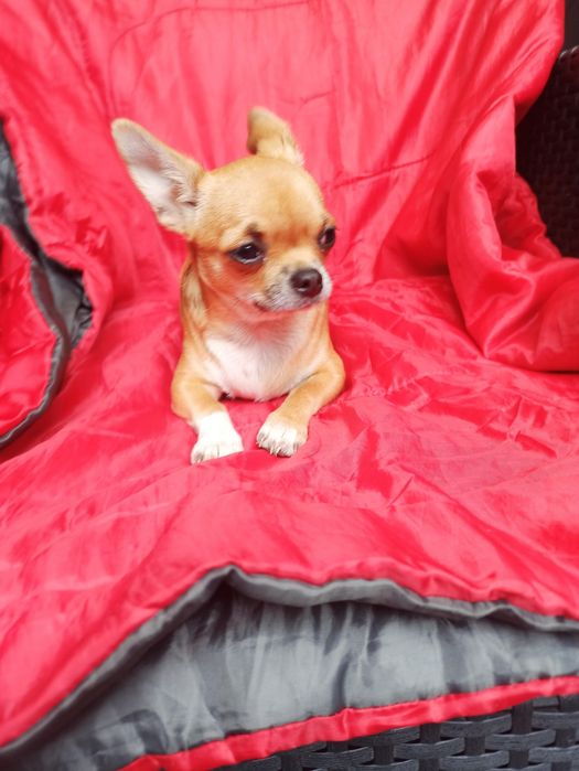 Chihuahua szczenięta sunia