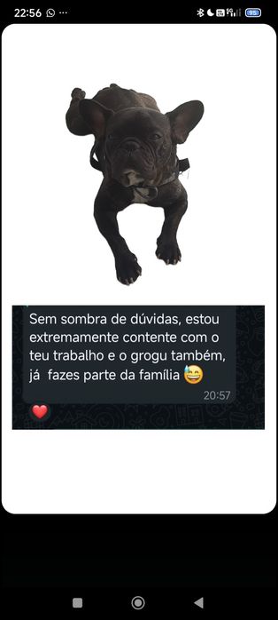 Estadia familiar 4 patas