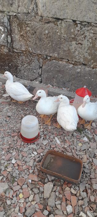 Patos Pequim Jovens