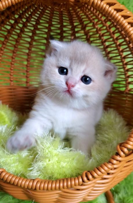 Нежные и ласковые малыши. Котята золотая шиншилла.