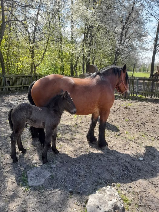 Klacz zimnokrwista ze źrebakiem