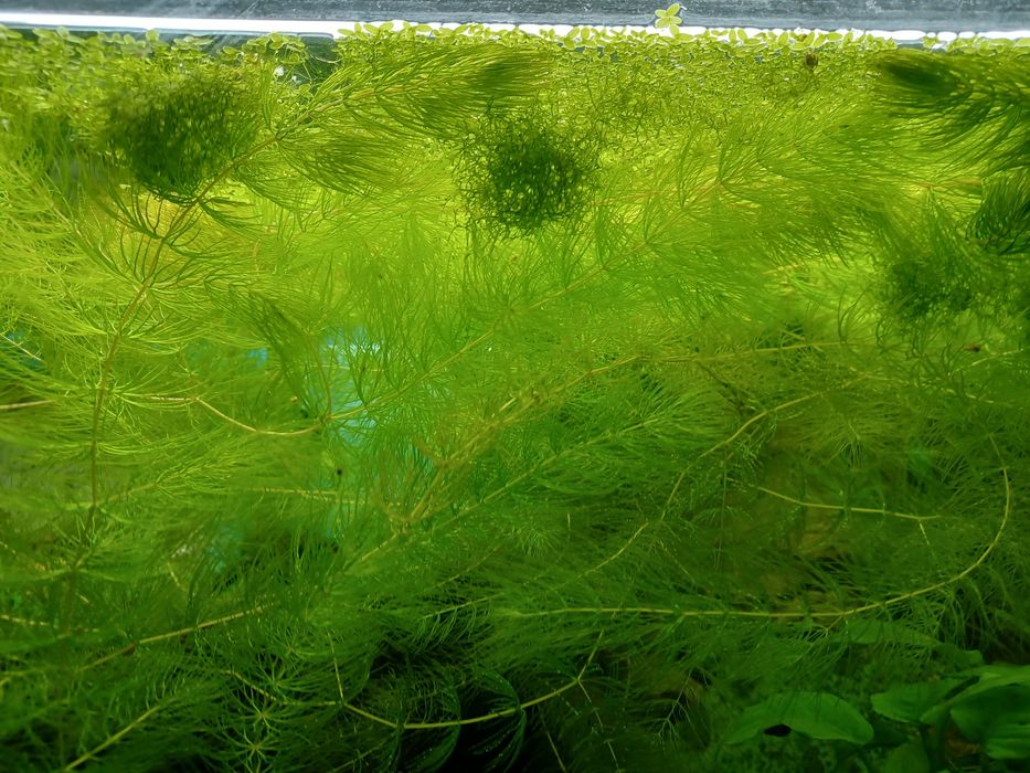 Rogatek do akwarium