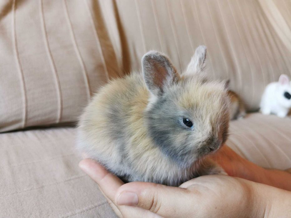 KIT completo coelhos anões angorá, holandês mini e minitoy muito fofos