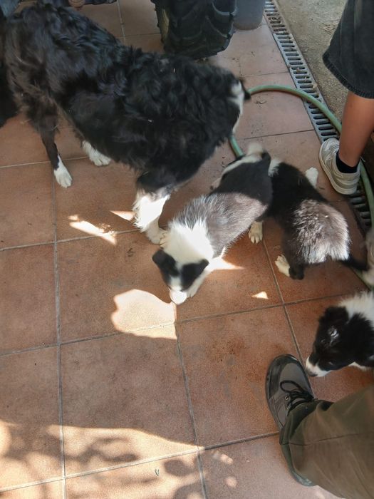 Border collie disponíveis