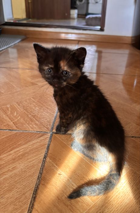 Маленькі кошенята