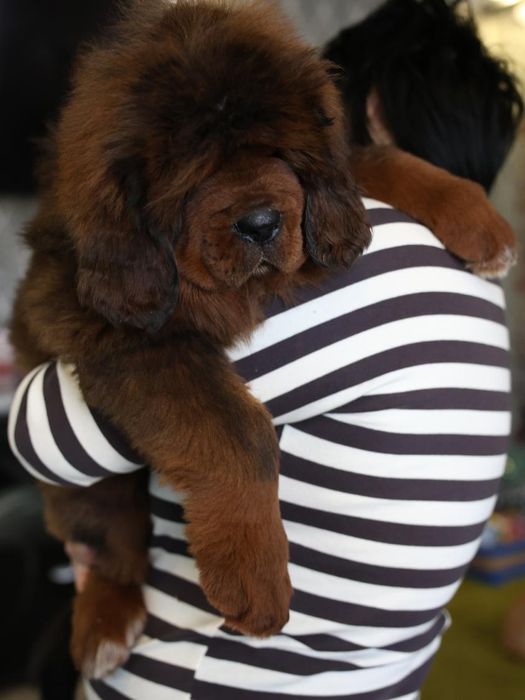 Тибетский Мастиф