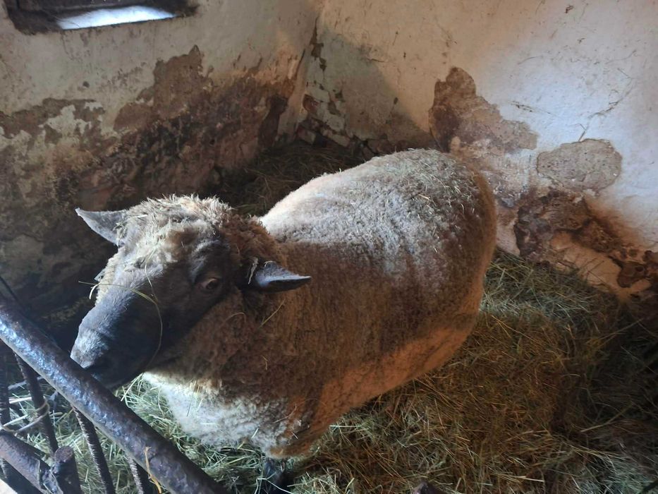 Tryk, Baran, rasa czarnogłówka