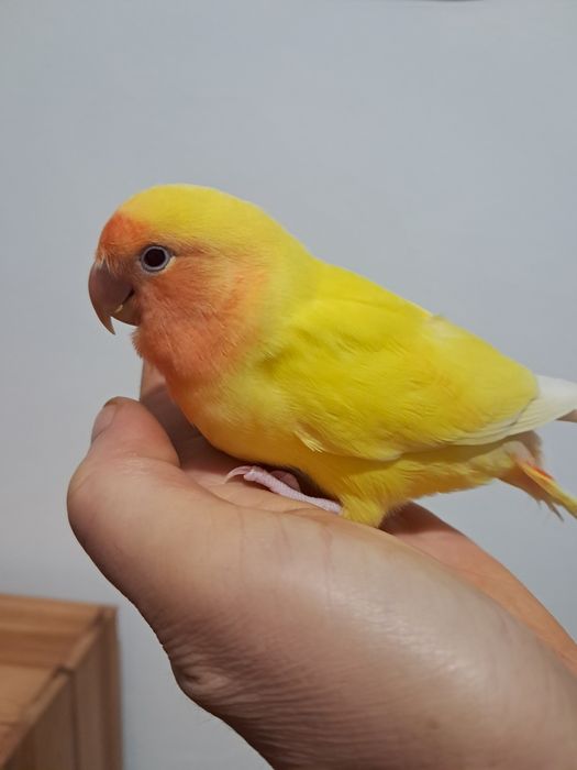 Agapornis roseicollis fêmea criada á mão