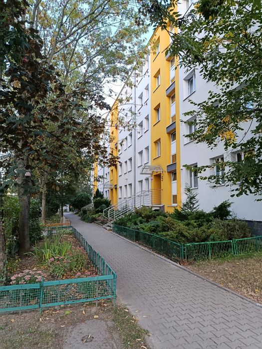 , Trynek