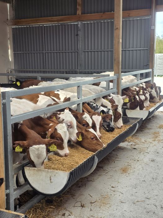 Byczki żarlaki 120/150 kg duży wybór