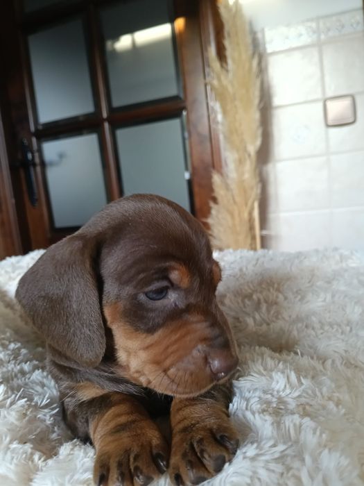 Teckel miniatura Chocolate