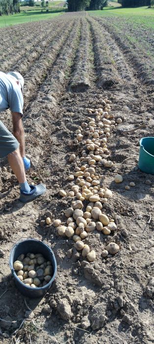 Ziemniaki z uprawy ekologicznej