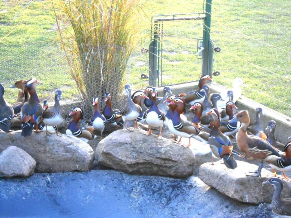 Kaczki ozdobne kaczki mandarynki