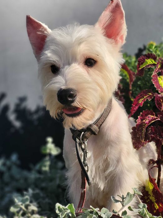 Цуценя West Highland White Terrier/ Вест Хайленд Уайт Терр'єр