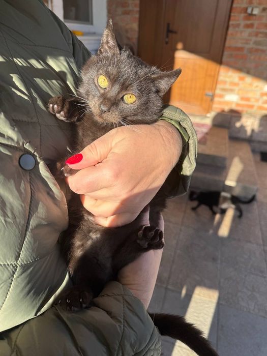 Віддам в добрі руки