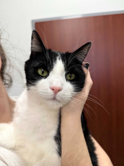 Okan - łagodny i spokojny koci indywidualista do adopcji!