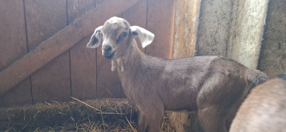 Koza capek do odpojenia