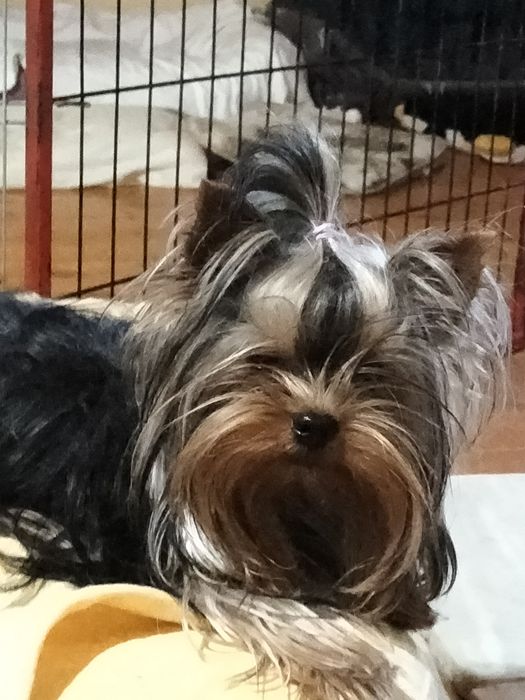 Кобель мини 1400гр вязка