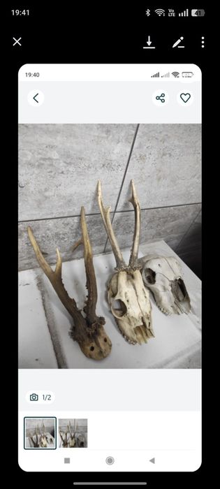 Czaszki z parostkami