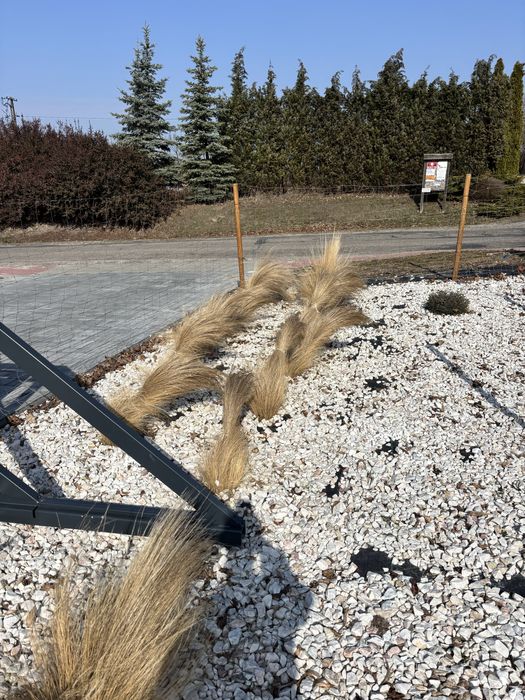 Trawa stipa/pony tails