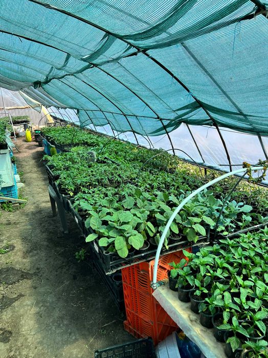 Продам розсаду у горщиках