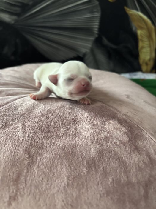 Sliczny chlopczyk Chihuahua