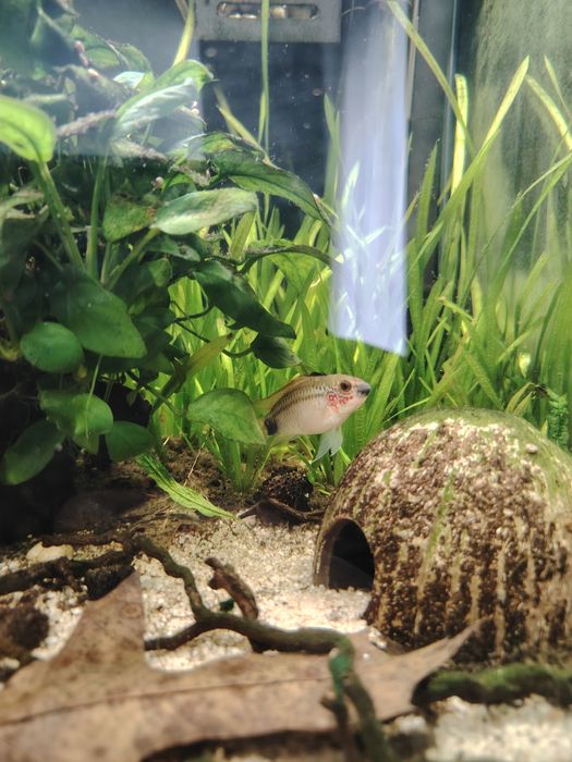 Apistogrammas eremnopige (raros)