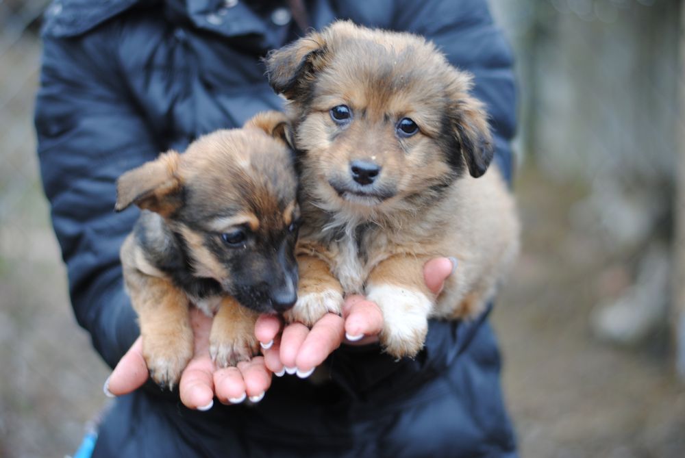 Хлопчики в добрі руки