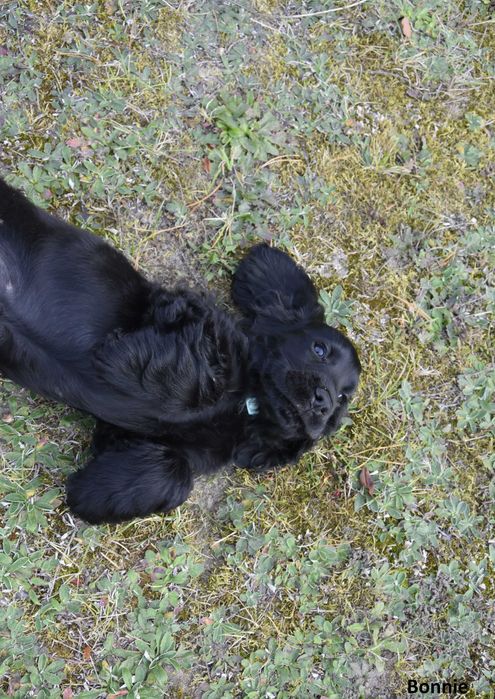 suczka  cocker spaniel angielski ZKwP