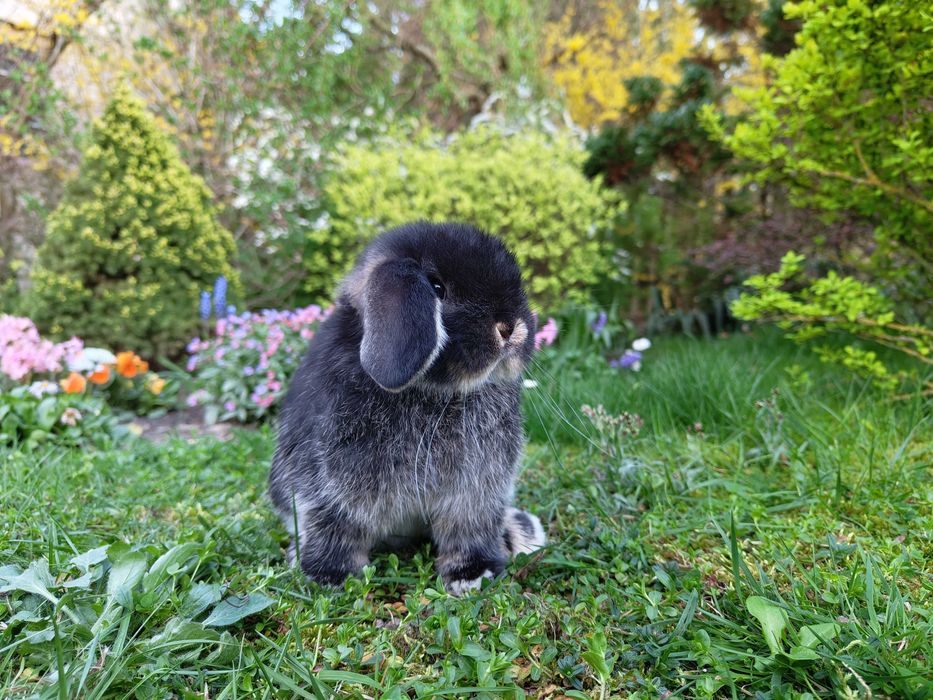 Piękne króliczki Mini Lop.