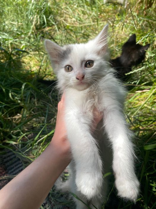 Кошенята шукають сім’ю