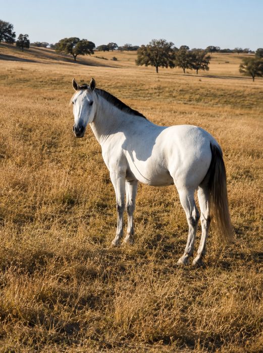 Cavalo castrado bem engatado