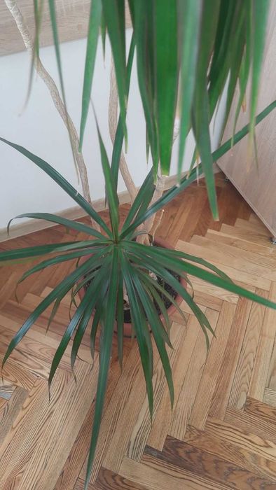 Драцена Маргіната