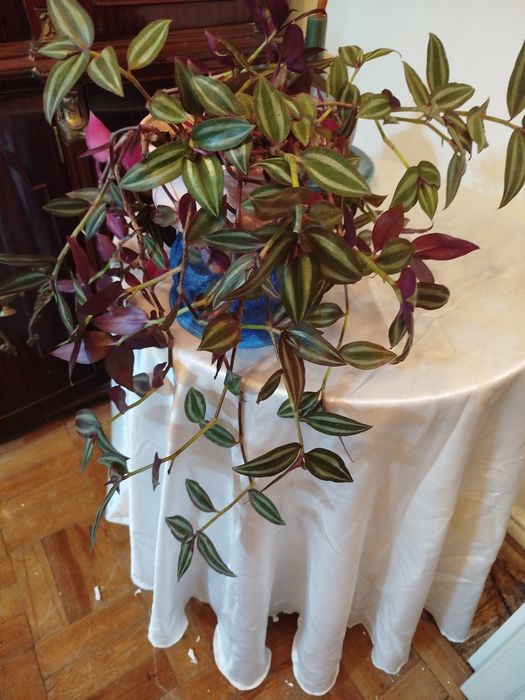 Planta Pendente Tradescantia Zebrina + Vaso de Porcelana Rosa NOVO